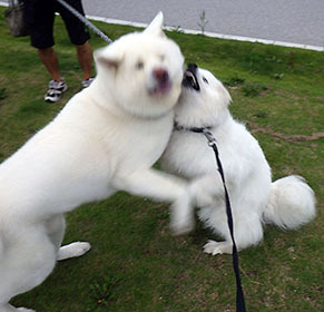 dote_i1708105.jpg