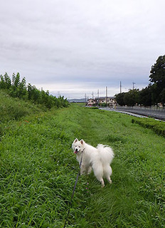 dote_i1708171.jpg