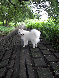 dote_i1708214.jpg
