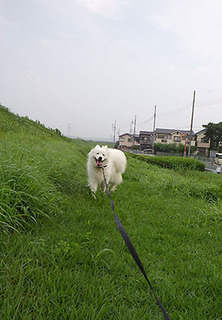 dote_i1708227.jpg