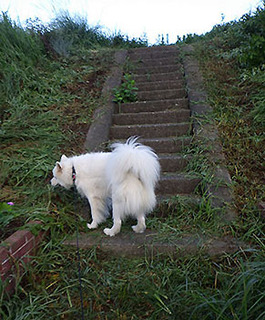 dote_i1709011.jpg