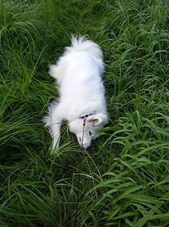 dote_i1709014.jpg