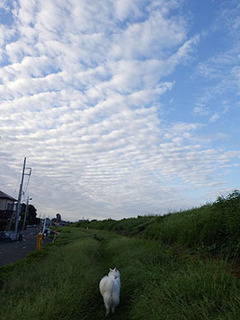 dote_i1709016.jpg