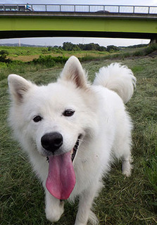 dote_i1709053.jpg