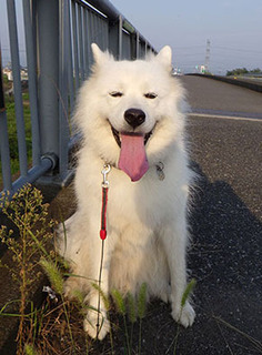dote_i1709104.jpg