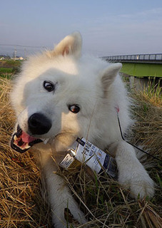 dote_i1709105.jpg