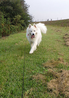 dote_i1709111.jpg