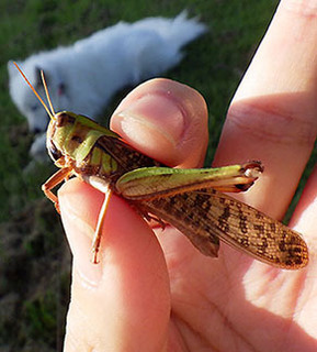dote_i1709136.jpg
