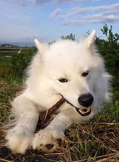dote_i1709141.jpg