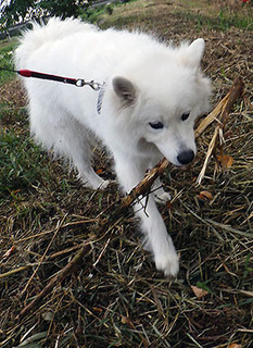 dote_i1709152.jpg