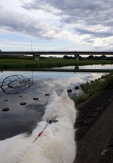 dote_i1709154.jpg
