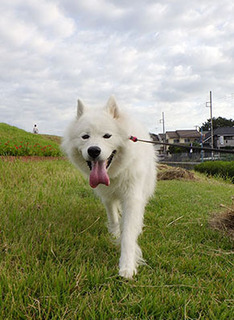 dote_i1709193.jpg