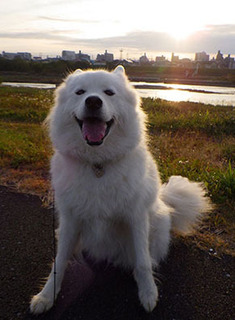 dote_i1711037.jpg