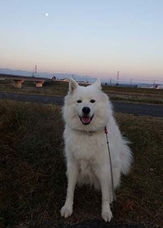 dote_i1711062.jpg