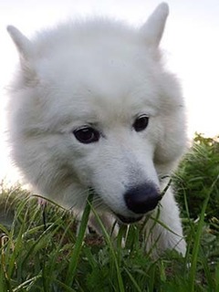 dote_i1711063.jpg