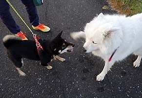 dote_i1711064.jpg