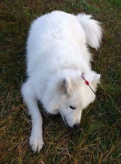 dote_i1711065.jpg