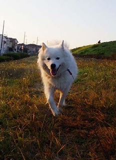 dote_i1711067.jpg