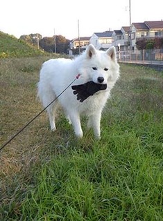 dote_i1711068.jpg