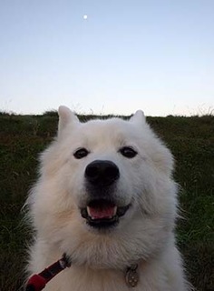 dote_i1711071.jpg
