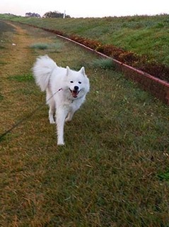 dote_i1711072.jpg