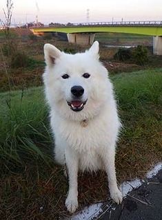 dote_i1711073.jpg