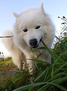 dote_i1711076.jpg