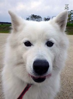 dote_i1711081.jpg