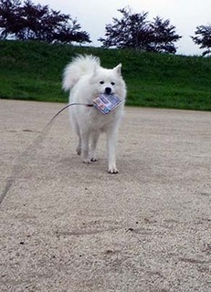 dote_i1711083.jpg