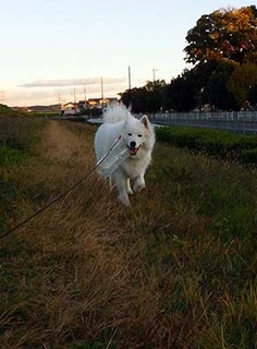 dote_i1711092.jpg