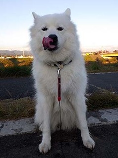dote_i1711093.jpg