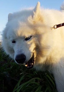dote_i1711096.jpg