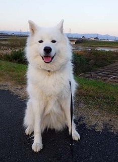 dote_i1711101.jpg
