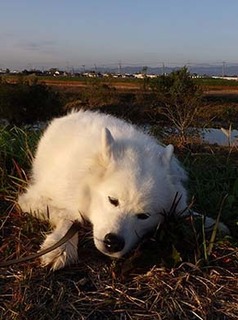 dote_i1711104.jpg