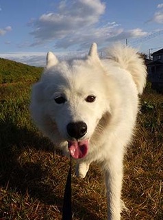 dote_i1711111.jpg