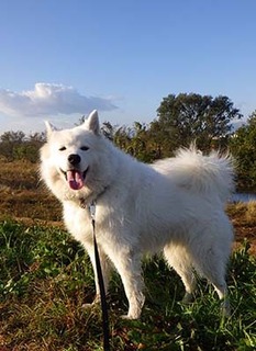 dote_i1711113.jpg