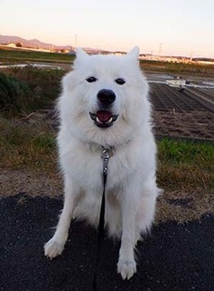 dote_i1711121.jpg