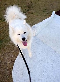 dote_i1711123.jpg