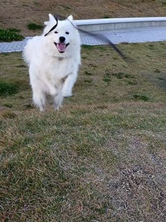 dote_i1711124.jpg