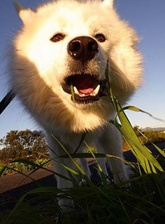 dote_i1711128.jpg