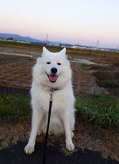 dote_i1711131.jpg