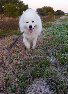 dote_i1711132.jpg