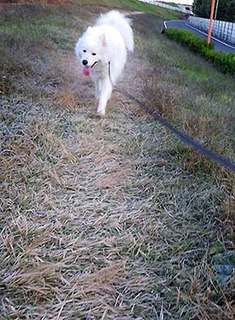 dote_i1711134.jpg