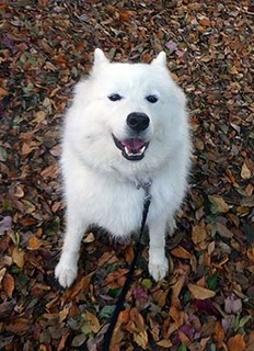 dote_i1711135.jpg