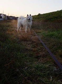 dote_i1711137.jpg