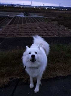 dote_i1711141.jpg