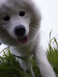 dote_i1711146.jpg