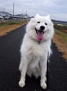 dote_i1711151.jpg