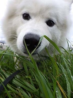 dote_i1711152.jpg