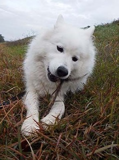 dote_i1711155.jpg